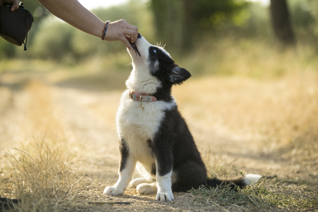 Hund bekommt Leckerchen - Kaninchenfleisch für Hunde