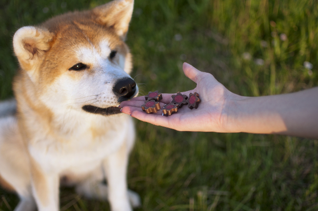 Hund bekommt Leckerlis