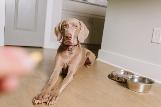 Hund bekommt eine Tablette - Prolaktin-Hemmer für Scheinschwangerschaft bei Hunden