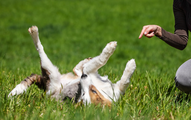 Frau trainiert ihren Hund