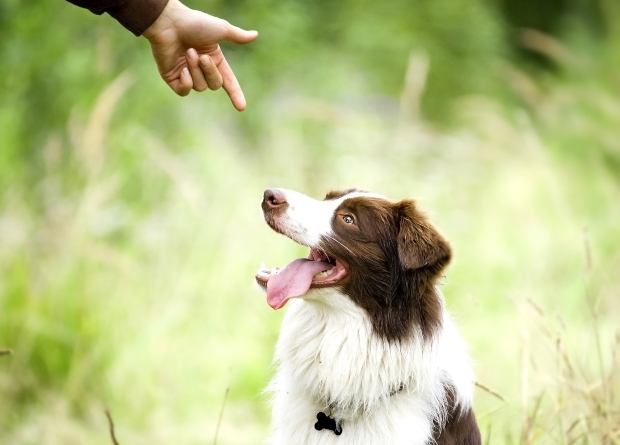 Mann zeigt mit der zur Pistole geformten Hand auf seinen Hund