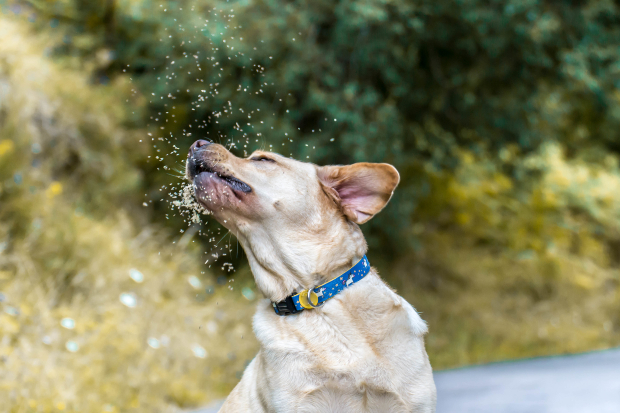 Hund in Pollenwolke