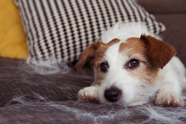 Hund haart auf dem Sofa