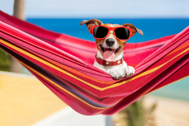 Hechelnder Hund mit Sonnenbrille sitzt in einer Hängematte 