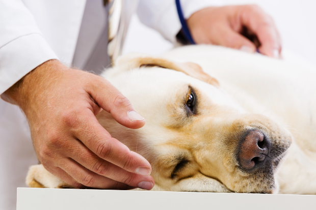 Hund beim Tierarzt - ein Hund mit Untergewicht ist nicht normal