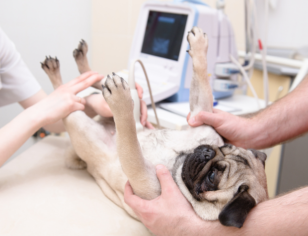 Hund beim Tierarzt - Scheinschwangerschaft bei Hunden abklären