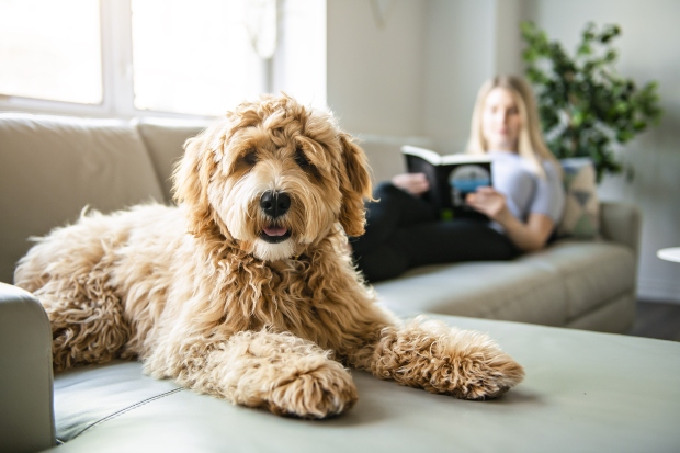 Ein Hund auf dem Sofa