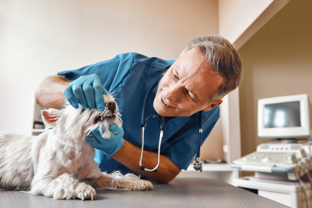 Hund beim Tierarzt - ein Hund mit Untergewicht sollte untersucht werden