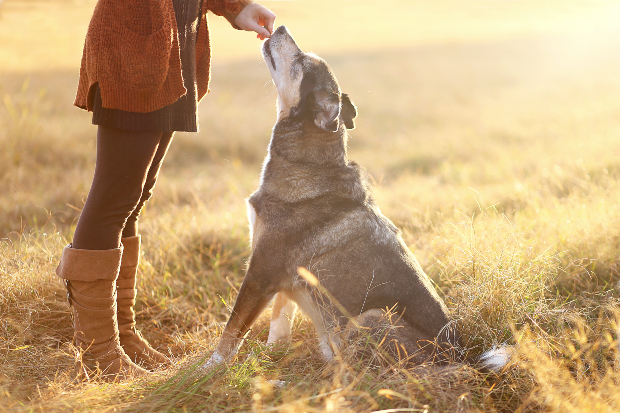 Rinderdörrfleisch für Hunde ist gesund und sehr beliebt 