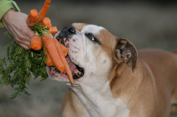 Hund mit Möhren