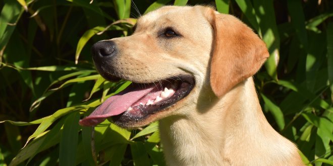 fup Luscious Advarsel Hund hechelt stark | Hunde-Kausnacks Magazin