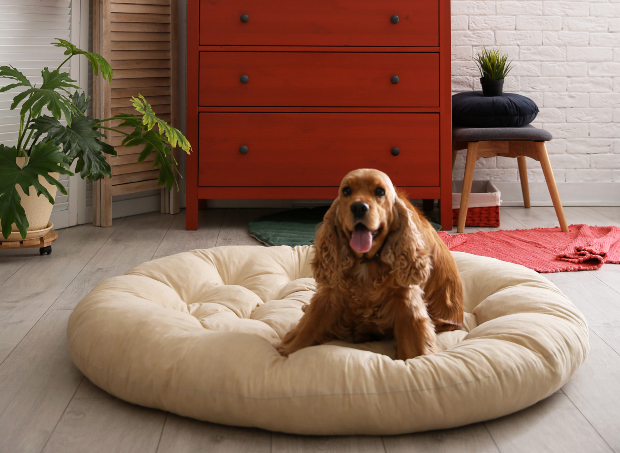 Hund auf seinem Hundebett - Hund abgewöhnen, auf Couch zu gehen