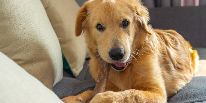 Hund kaut auf einem Snack