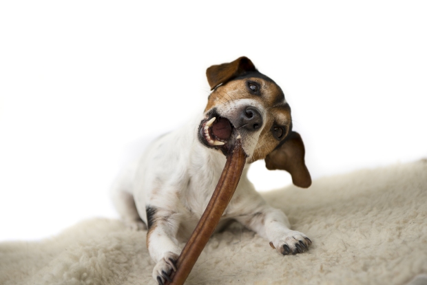 Hund mit einem Hundekausnack