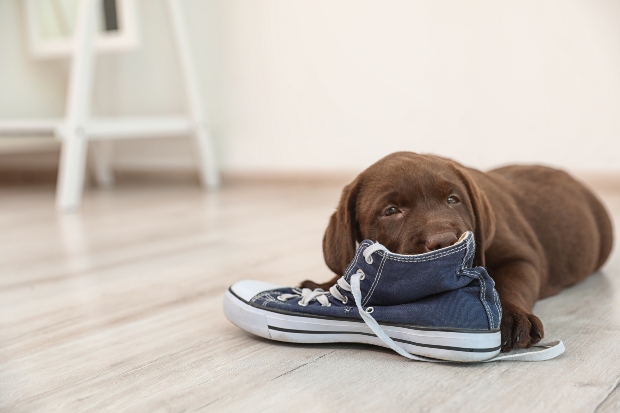 Welpe kaut einen Schuh an - Hundekauwurzeln