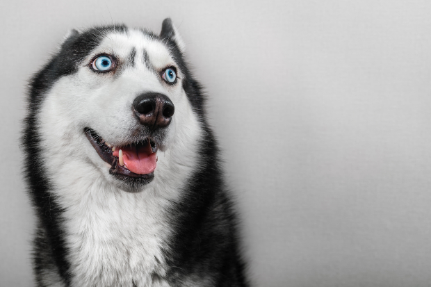 Hund schaut verwirrt aus - Hund abgewöhnen, auf Couch zu gehen