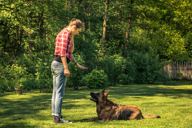 Frauchen bringt ihrem Hund Grundkommandos bei