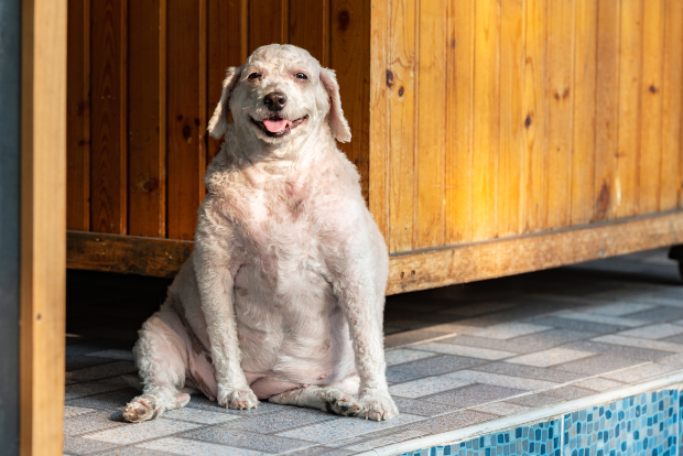 Übergewichtiger Hund mit rausgestreckter Zunge