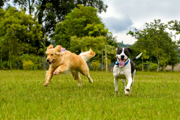 2 rennende Hunde - ein Hund hechelt stark