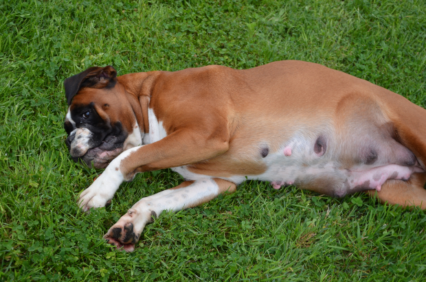 weiblicher Hund liegt seitlich im Gras - Scheinschwangerschaft bei Hunden