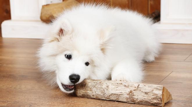 Hund kaut auf einer Wurzel