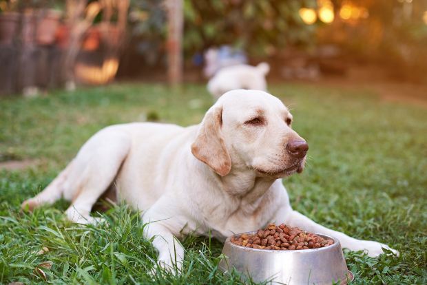 Labrador mit Hundefutter 