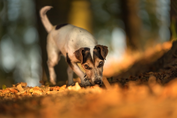 Hund beim Spurenlesen 