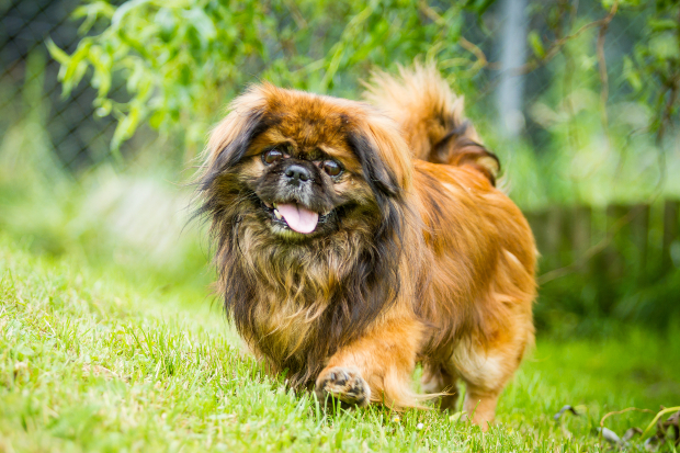 Hechelnder Pekinese