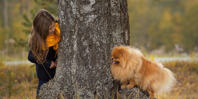 Versteckspielen mit einem Hund