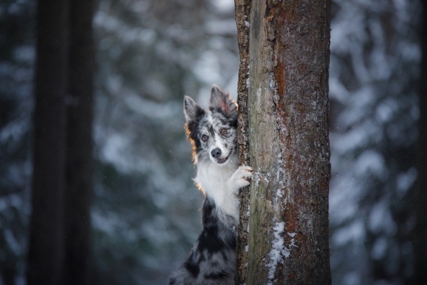 Hund versteckt sich hinter einem Baum