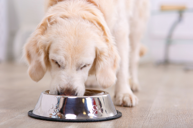 Junger Golden Retriever frisst - Kaninchenfleisch für Hunde