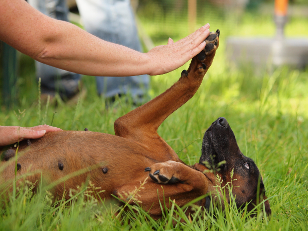 Person spielt mit Hund, der auf dem Rücken liegt