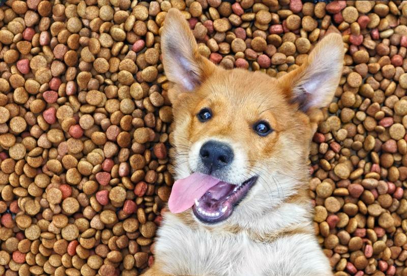 Welche FĂŒtterungsformen fĂŒr Hunde?