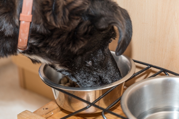 trockenfutter-portion-fuetterungsformen-fuer-hunde