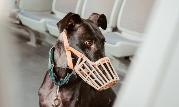 Hund mit Maulkorb in S-Bahn