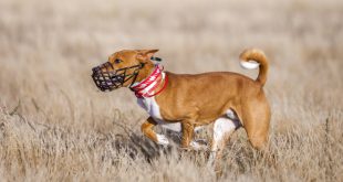 Hund mit Maulkorb auf Weide