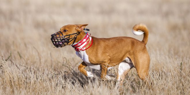 Hund mit Maulkorb auf Weide