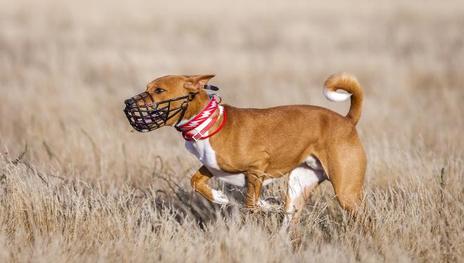 Hund mit Maulkorb auf Weide