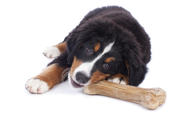 Berner Sennenhund Welpe mit Knochen