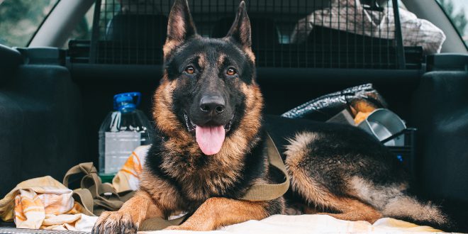 Hund im Auto transportieren - Hunde-Kausnacks Magazin