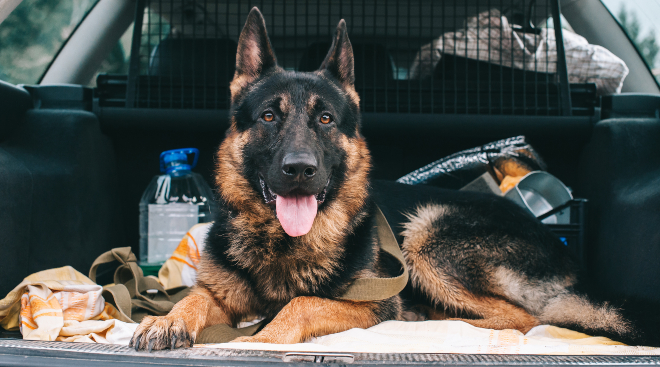 Den Hund im Auto richtig transportieren (und andere Tiere)