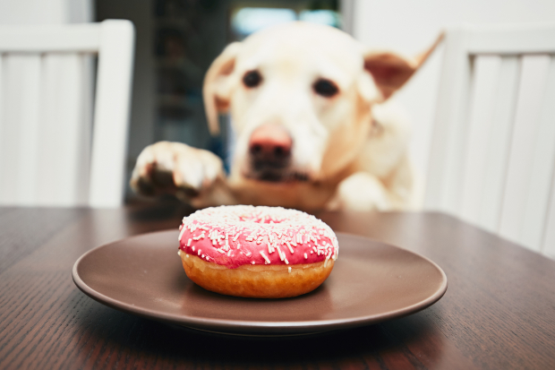 Hund sieht sich einen Doughnut an - Reflux bei Hunden