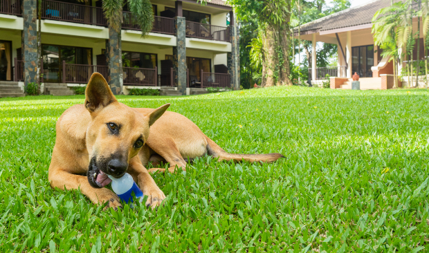 Hund knabbert an einer Flasche - Intelligenzspiele für Hunde