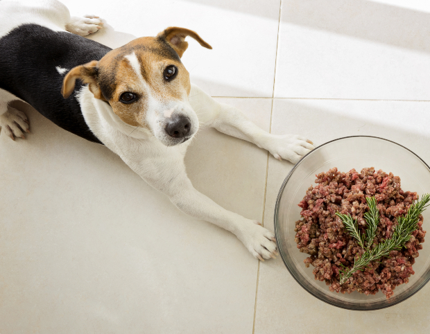 Hund frisst rotes Fleisch - Hirsch- und Rehfleisch