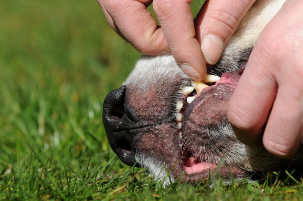 Einem Hund wird ins Maul geschaut 