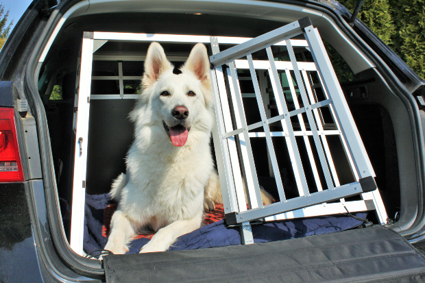 Hund in Käfigvorrichtung im Auto - Hund im Auto transportieren