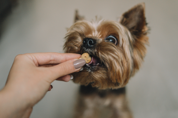 Hund bekommt Leckerli