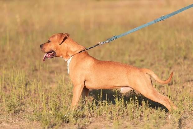 Hund ist aggressiv nach vorne gebeugt