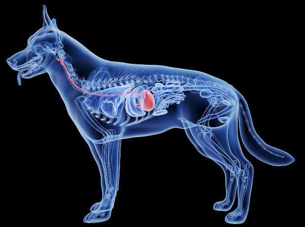 Magen, Speiseröhre, Computergrafik eines Hundes - Reflux bei Hunden