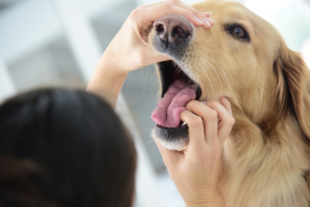 Tierarzt schaut dem Hund ins Maul